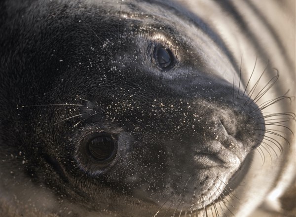 2023, APEM, POSEIDON, North Sea Seabird and Marine Mammal Surveys